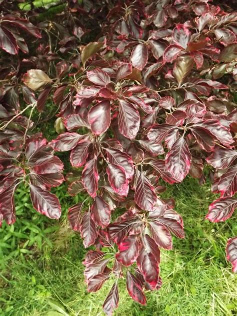 Fagus Sylvatica Variegata Group Purpurea Tricolor Tricolor Purple