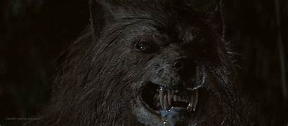 Werewolf Gifs Moon Bad Wolf 1996 Werewolves