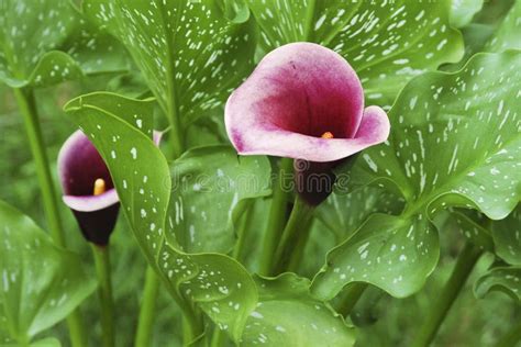Pink Heart Shaped Calla Lily Flower Isolated Against Green Foliage
