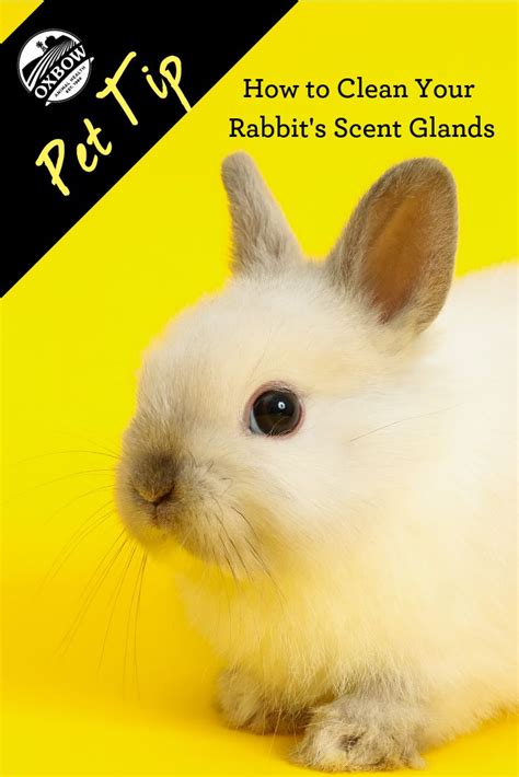 What Is The Easiest And Safest Way To Clean Your Rabbit S Scent Glands