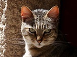 Cats from Porto {Portugal} - Traveling Cats - Travel Pictures of Cats