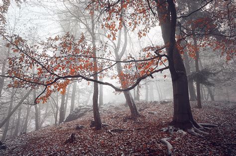 Mysterious Woods Photograph By Jenny Rainbow Fine Art America