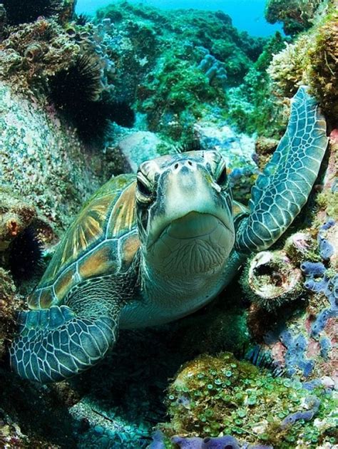 Sea Turtle I Love This Animals Pinterest Beautiful