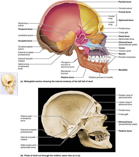 The Skull Axial Skeleton Human Anatomy And Physiology Facial Bones