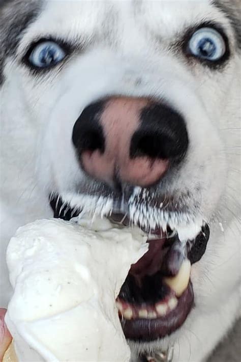 16 Pics Of Dogs Eating Ice Cream That Prove They Deserve Whatever They