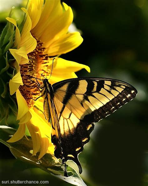 Sunflower And Butterflybeautiful Love Them Animals