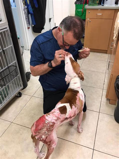 Burned Dog Reunites With Vet Who Saved His Life