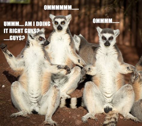 Lemur Meme