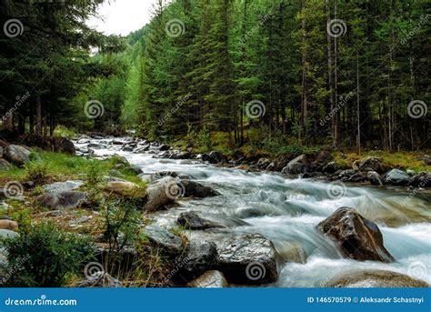 Rocky Mountain River Among The Pine Trees Beautiful Fast Flowing River In The Coniferous Forest