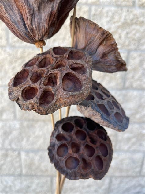 Natural Lotus Pods Stems Dried And Preserved Pods Bundle Etsy