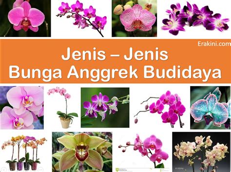 20 Jenis Bunga Anggrek Khas Indonesia Ini Cocok Untuk Budidaya