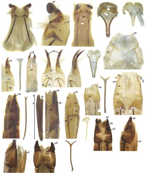 Female Terminalia Morphology Of Selected Species Representing