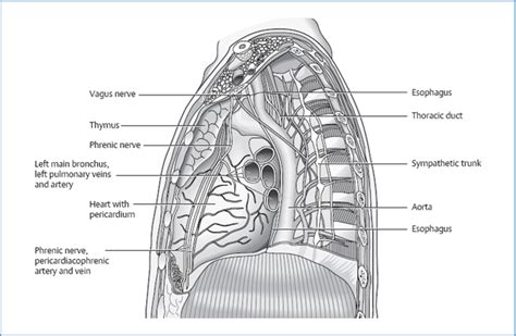 The Thorax Musculoskeletal Key