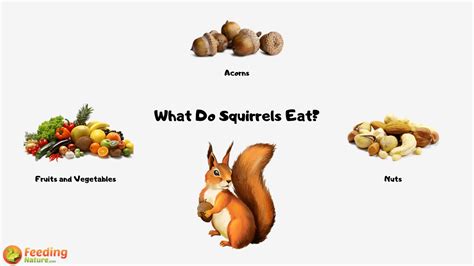What Do Squirrels Eat Tasty Foods You Can Feed Squirrels And What To