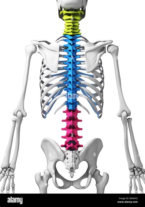 Spine Sections Names