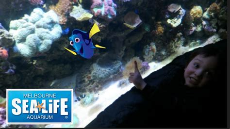 Finding Dory At Melbourne Sea Life Aquarium Youtube