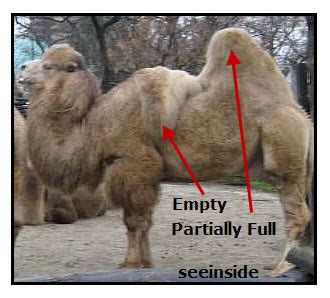 In fact, camels originated in the canadian arctic. do-camels-store-water-in-their-humps Images - Frompo - 1
