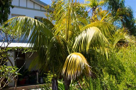 Kentia Palm Care Location And Propagation Plantura