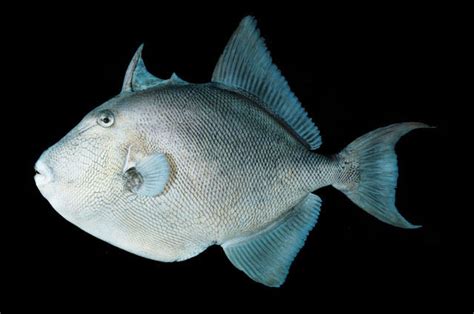 Finescale Triggerfish Fish Of The Gulf Of California Aka Sea Of