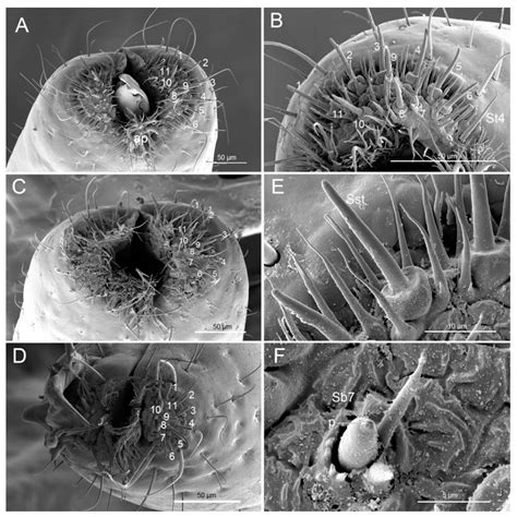 Insects Free Full Text Comparative Morphology Of The Mouthparts In