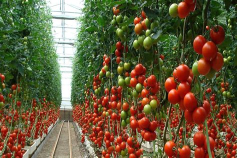 6 Simple Tips To Grow Large Tasty Tomatoes