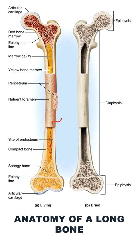 Estrutura Anatomica De Um Osso Longo Detalhes Científicos