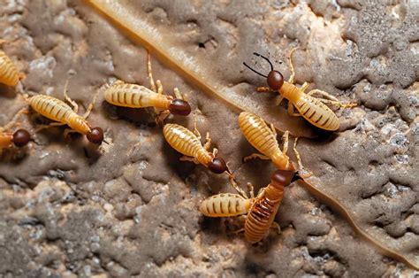 Where Do Termites Come From A Detailed Look At Termite Habitats And
