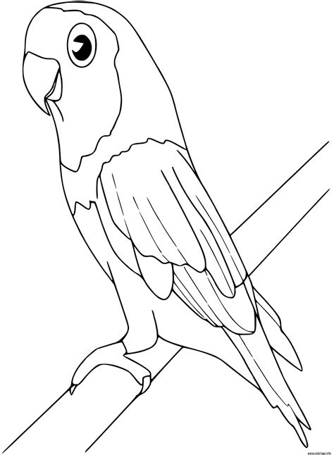 Coloriage Perruche Oiseau Dessin Oiseau à Imprimer