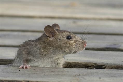 Jenis Penyakit Disebabkan Tikus Yang Harus Diwaspadai Sulselekspres Com
