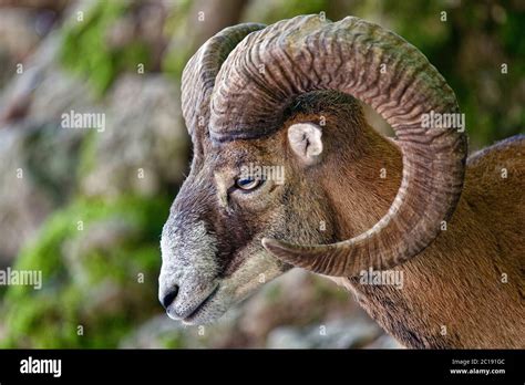 European Mouflon Male Ovis Orientalis Musimon Stock Photo Alamy