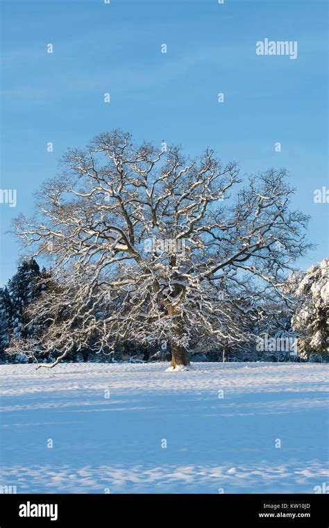 Quercus Oak Tree Bare Winter Trees In The Snow Cotswolds
