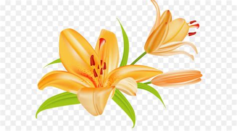Free Tiger Lily Lilium Bulbiferum Easter Lily Clip Art Microsoft