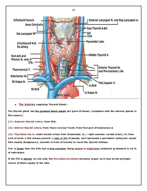 Surgical Anatomy Of Thyroid And Parathyroid Glands Hazem El Folldocx