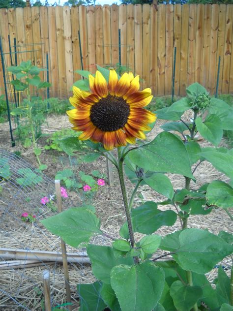 A Divas Garden Sunflowers In The Vegetable Garden