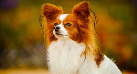 Papillon Dog Information Center Breed Traits And Care Guide