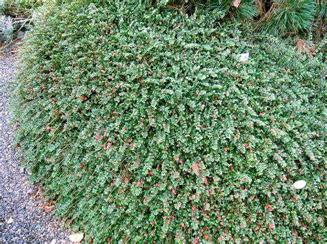 Cotoneaster Better Homes And Gardens