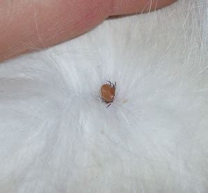 Let the lemons sit in the water overnight. Flöhe, Zecken und andere Plagegeister | Tierarzt Entner ...