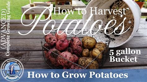 5 Gallon Bucket Grown Potato Harvest Growing Potatoes Growing Sweet