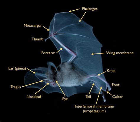 Bats General Information