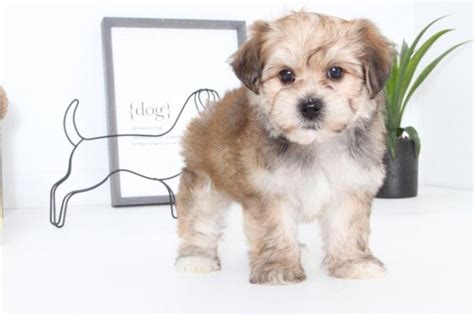 If you are looking to adopt or buy a morkie take a look here! Hannah- Adorable Female Morkie Puppy | Female Puppy For Sale in Naples FL | 4912193324 | Dogs on ...