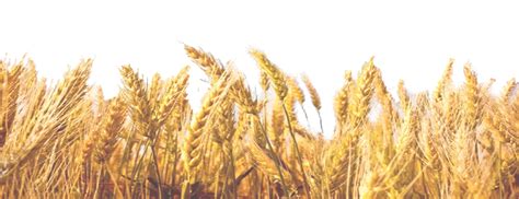 Wheat Field Png Image Png All Png All