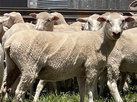 lot 104 220 mixed sex lambs auctionsplus