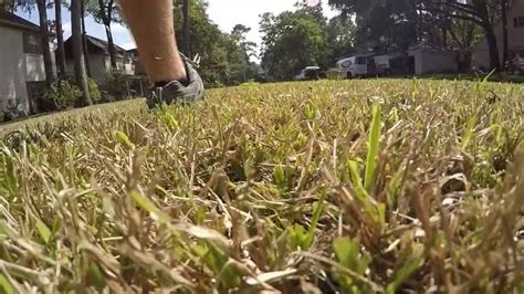 Apr 15, 2021 · the yellowing could happen in a matter of days, depending on how hot it is and what kind of grass you have. SOD webworms turning green grass brown across the Houston ...