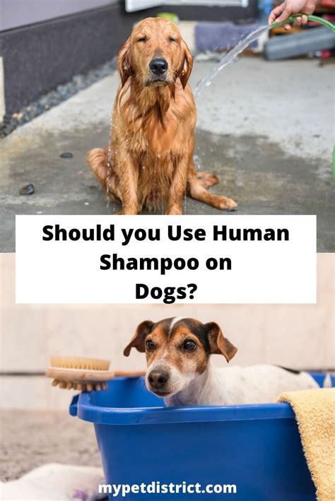 Some shampoos are actually designed for use in both cats and dogs of all ages, so they should be safe to use on your little furry buddy with no issues. Can you use human shampoo on dogs? - The Answer will ...