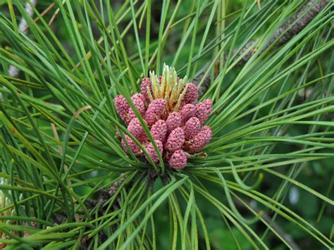 Red Pine Pinus Resinosa Pollen Cones Waubonsie Lake Park Flickr