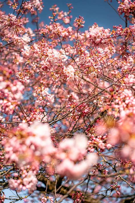 The Portland Cherry Blossom Tracker What To Expect 2021