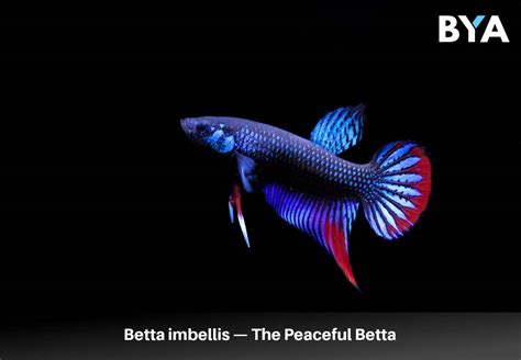 Betta Imbellis The Peaceful Betta