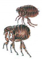 It is one of six species in the genus pulex; Fleas - Flies without wings