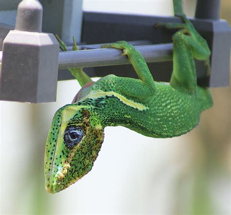 Knight Anole Lizards On The Loose Anole Lizards Of South Florida