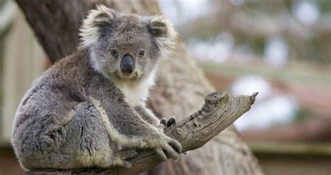 Threatened By Deforestation Koalas Are Now Functionally Extinct